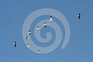 Snow geese photo
