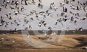 Snow geese