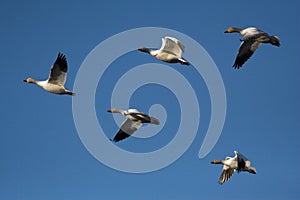 Snow geese