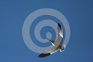 Snow Geese