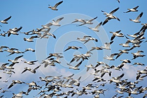 Snow Geese