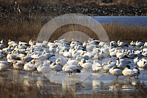 Snow Geese