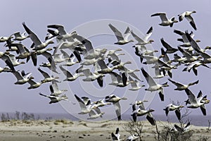 Snow Geese