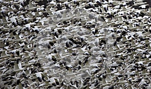 Snow Geese Abstract Thousands Flying photo