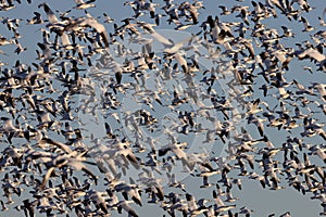 Snow geese Bernardo Waterfowl Area â€“ Bosque, New Mexico USA