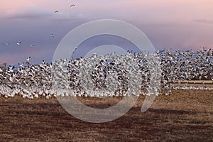 Snow geese Bernardo Waterfowl Area â€“ Bosque, New Mexico USA