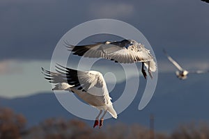 Snow geese Bernardo Waterfowl Area â€“ Bosque, New Mexico USA