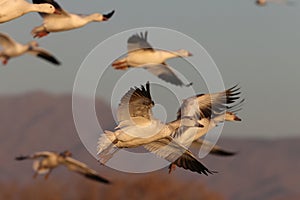 Snow geese Bernardo Waterfowl Area â€“ Bosque, New Mexico USA