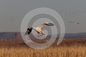 Snow geese Bernardo Waterfowl Area â€“ Bosque, New Mexico USA
