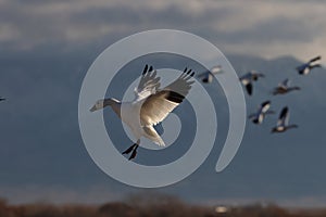 Snow geese Bernardo Waterfowl Area â€“ Bosque, New Mexico USA