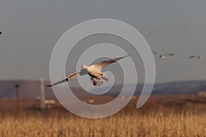 Snow geese Bernardo Waterfowl Area â€“ Bosque, New Mexico USA