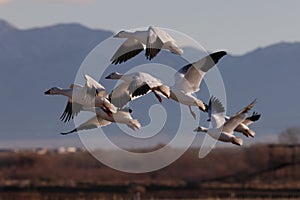 Snow geese Bernardo Waterfowl Area â€“ Bosque, New Mexico USA