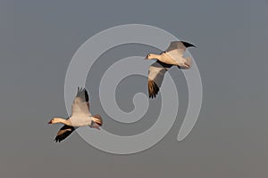 Snow geese Bernardo Waterfowl Area â€“ Bosque, New Mexico USA