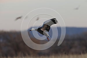 Snow geese Bernardo Waterfowl Area â€“ Bosque, New Mexico USA