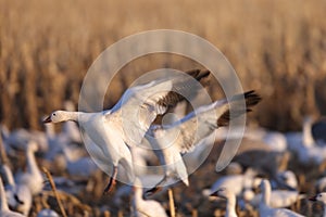 Snow geese Bernardo Waterfowl Area â€“ Bosque, New Mexico USA