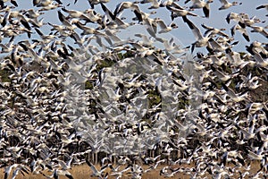 Snow geese blast off
