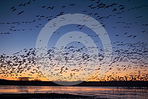 Snow Geese Blast Off at Sunrise photo