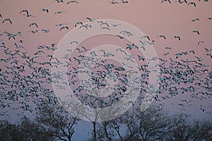 Snow geese Bosque del Apache, New Mexico USA