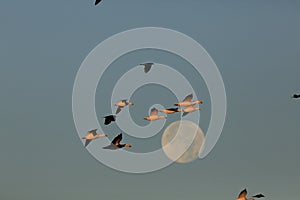 Snow geese Bosque del Apache, New Mexico, USA