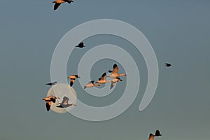 Snow geese Bosque del Apache, New Mexico, USA