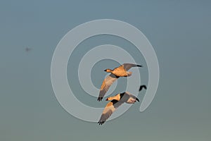 Snow geese Bosque del Apache, New Mexico, USA