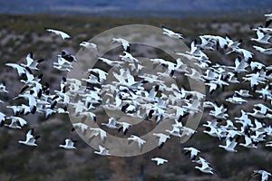 Snow geese Bosque del Apache, New Mexico, USA