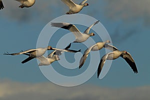 Snow geese Bosque del Apache, New Mexico, USA