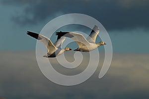 Snow geese Bosque del Apache, New Mexico, USA