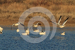 Snow geese Bosque del Apache, New Mexico, USA