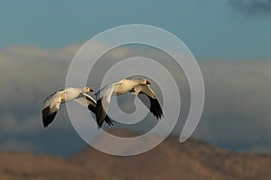 Snow geese Bosque del Apache, New Mexico, USA