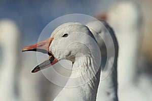 Snow geese Bosque del Apache, New Mexico, USA