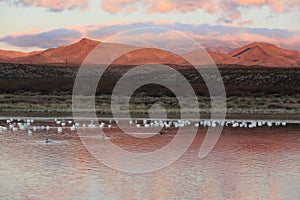 Snow geese Bosque del Apache, New Mexico, USA