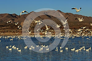 Snow geese Bosque del Apache, New Mexico, USA
