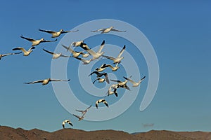 Snow geese Bosque del Apache, New Mexico, USA