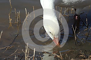 Snow geese Bosque del Apache, New Mexico, USA