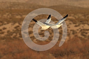 Snow geese Bosque del Apache, New Mexico, USA