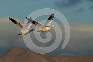 Snow geese Bosque del Apache, New Mexico, USA