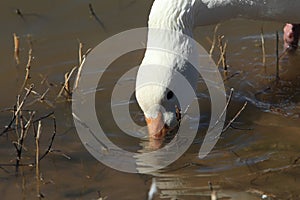 Snow geese Bosque del Apache, New Mexico, USA