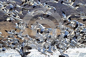 Snow geese Bosque del Apache, New Mexico, USA