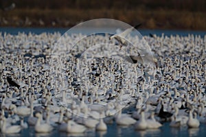 Snow geese Bosque del Apache, New Mexico USA