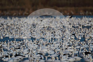 Snow geese Bosque del Apache, New Mexico USA