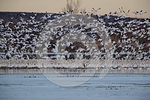 Snow geese Bosque del Apache, New Mexico USA