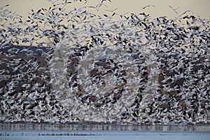 Snow geese Bosque del Apache, New Mexico USA