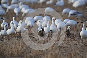 Snow geese Bosque del Apache, New Mexico USA