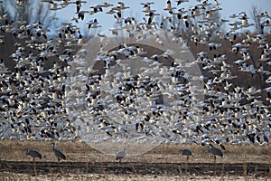 Snow geese Bosque del Apache, New Mexico USA