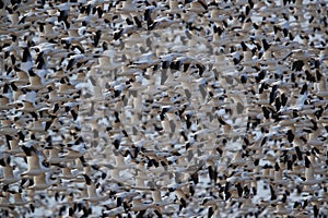 Snow geese Bosque del Apache, New Mexico USA