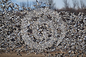 Snow geese Bosque del Apache, New Mexico USA