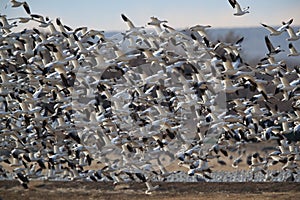 Snow geese Bosque del Apache, New Mexico USA