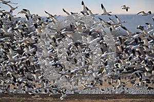 Snow geese Bosque del Apache, New Mexico USA