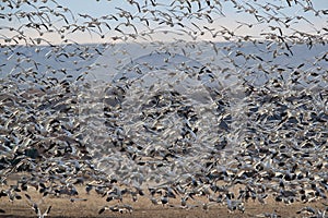 Snow geese Bosque del Apache, New Mexico USA